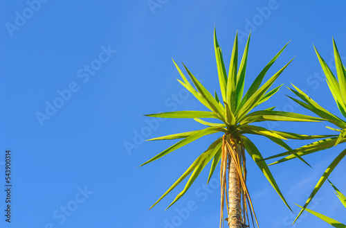 The upper part of a young palm tree on a blue background. Green tropical tree as a design element