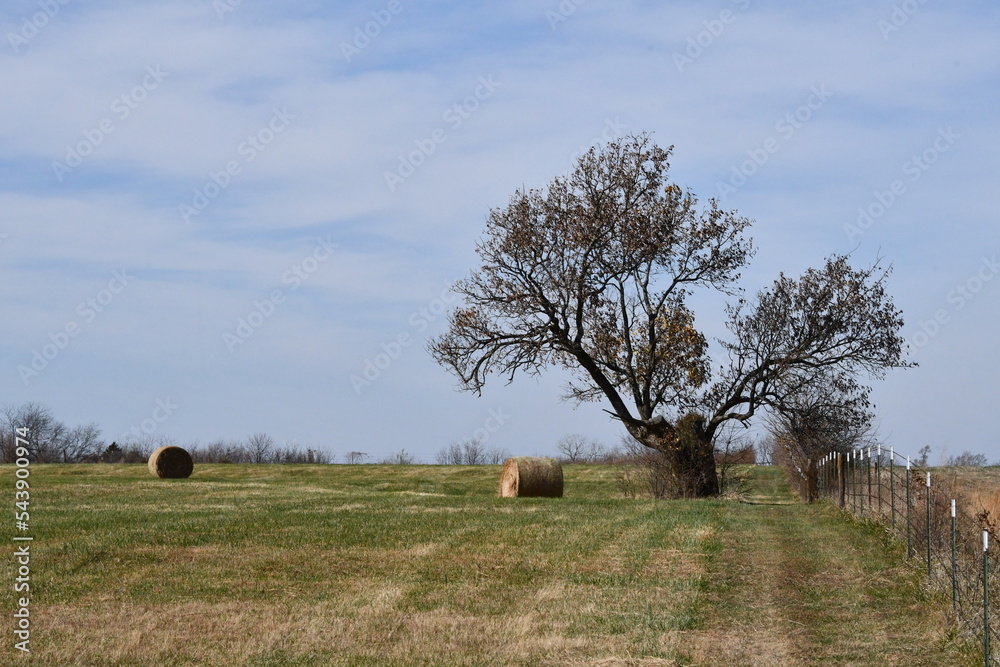 Hay Bales by a Lone Tree in a Field Hay Bales by a Lone Tree in a Field