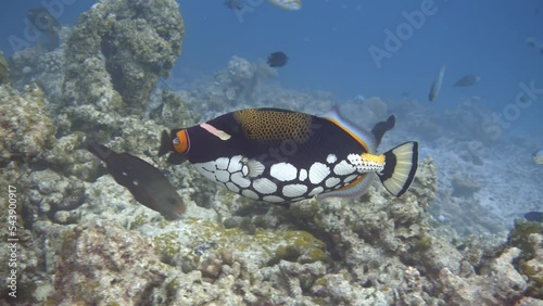 Wallpaper Mural Clown triggerfish. Tropical fish in the sea. Torontodigital.ca