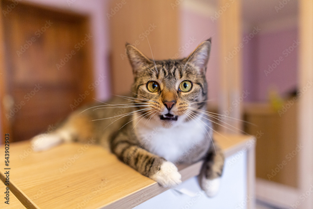 Cat lying on a wooden cabinet and making funny face, wide angle shot