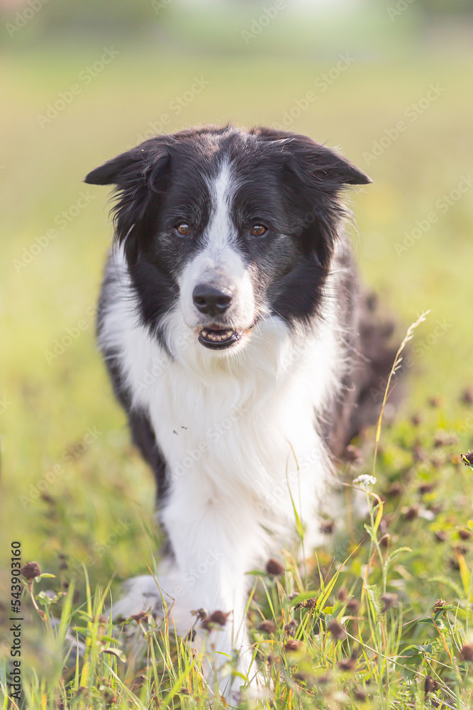 Old, senior, border collie dog on blurred park background