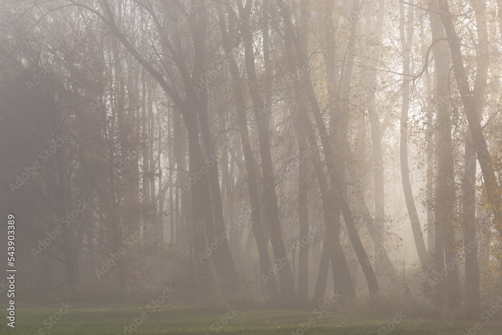 Morning in autumn forest. Foggy atmosphere. Morning in autumn forest. Foggy atmosphere.
