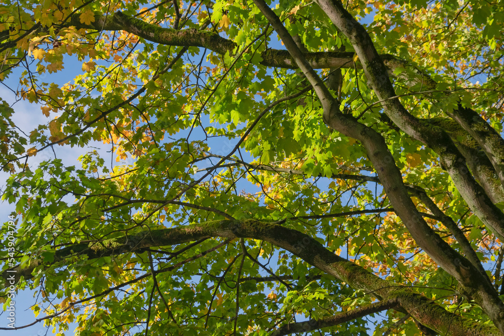 Autumn sunny day background featuring details of trees in park in Brussels, Belgium. Autumn sunny day background featuring details of trees in park in Brussels, Belgium.