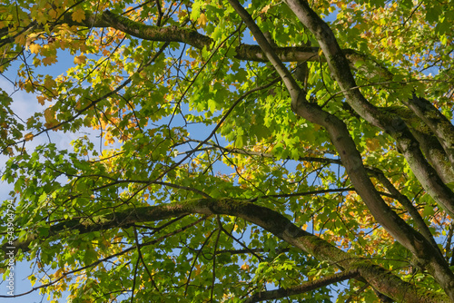 Autumn sunny day background featuring details of trees in park in Brussels  Belgium.