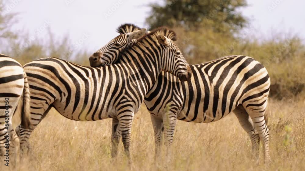 Zebras in Kruger National Park, South Africa Zebras in Kruger National Park, South Africa