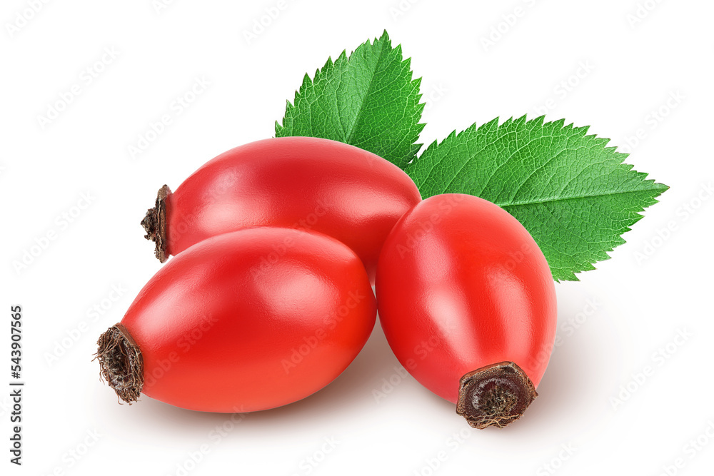 Rose hip isolated on a white background with full depth of field Stock ...