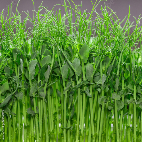 The microgreen in plastic trays.microgreens sprouts - healthy and fresh food.Sprouting Microgreens on the Hemp Biodegradable Mats.Germination of seeds at home. Vegan and healthy food concept.