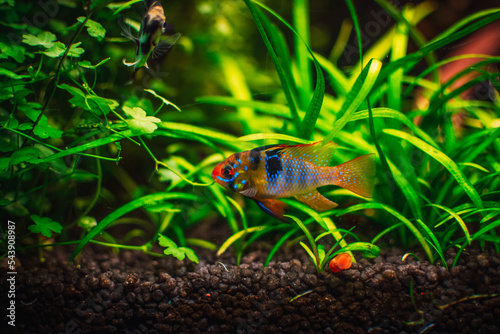 a ramirezi couple in my tank photo