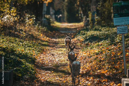 Drei Rehe laufen auf einem Waldweg am Wiener Zentralfriedhof