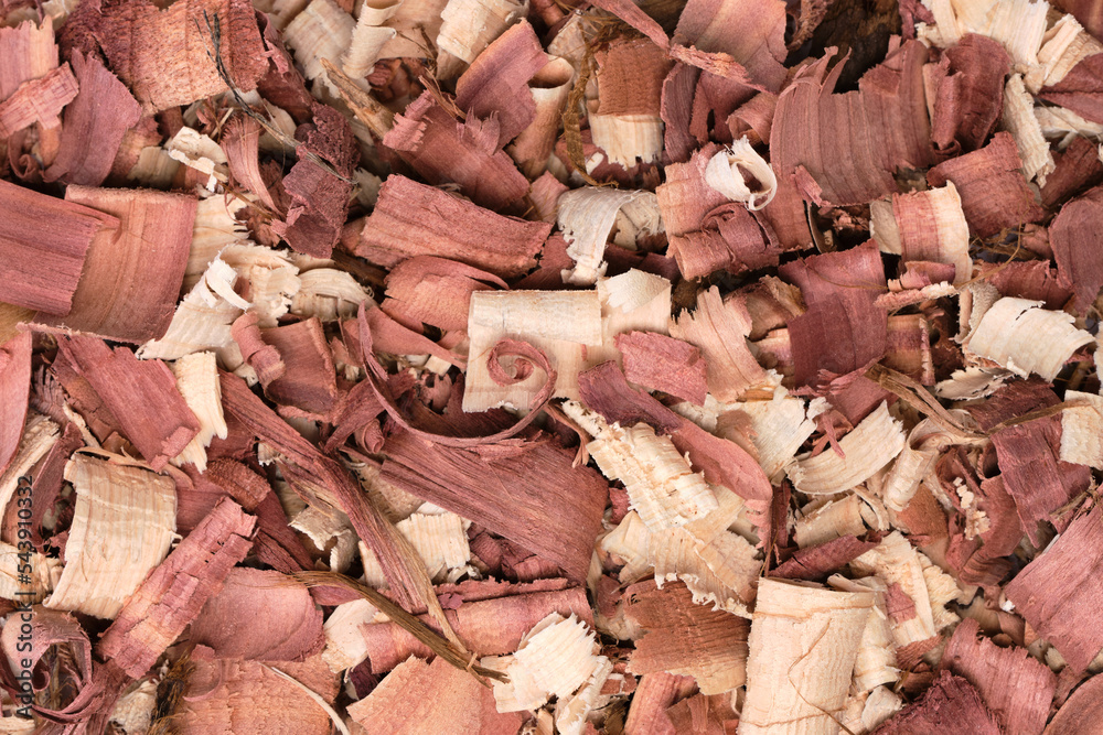 Western Red Cedar wood. Red cedar (Thuja plicata) is an evergreen