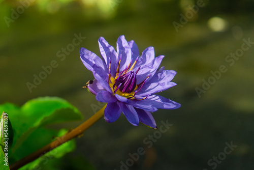Nymphaea Blüte, Blume, Seerose, Blüte einer Seerose, tropische Nymphaea,