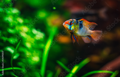 a ramirezi couple in my tank photo