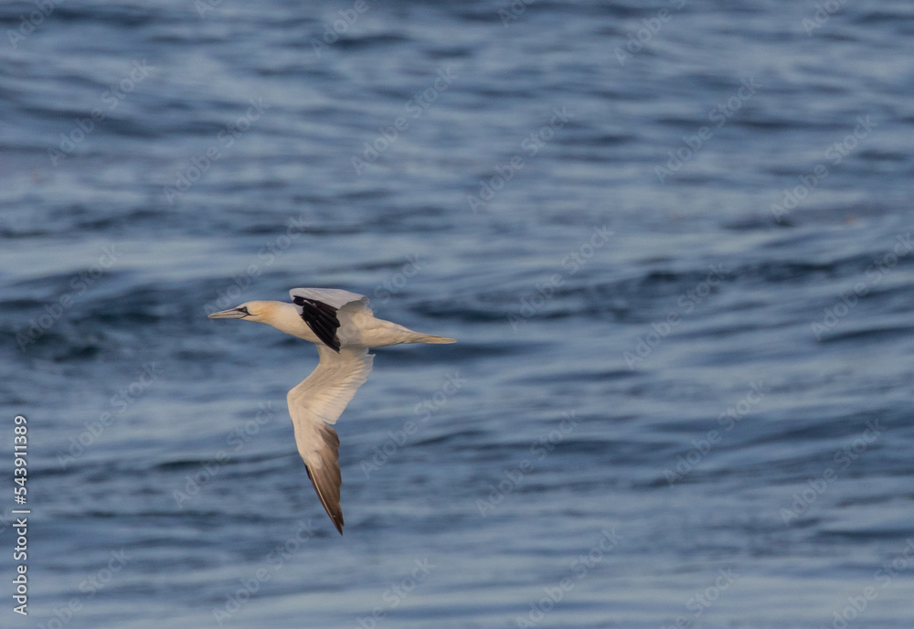 Gannet, in its migration through the Cantabrian Sea! Gannet, in its migration through the Cantabrian Sea!