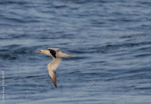 Gannet, in its migration through the Cantabrian Sea! © AGUS
