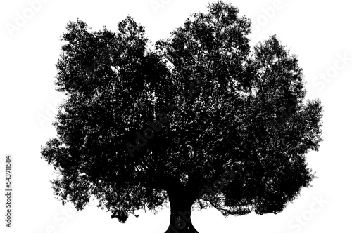 Black tree silhouette isolated 