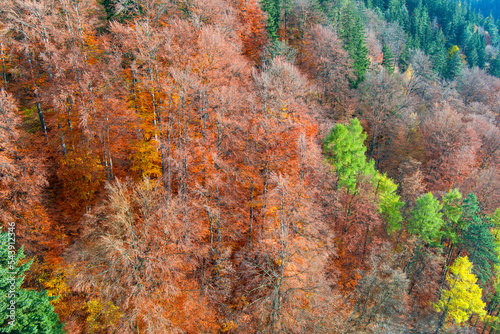 aerial view of bright autumn forest