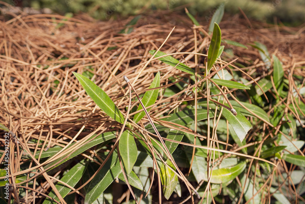 Dry pine needles and green leaves on forest floor in sunlight Dry pine needles and green leaves on forest floor in sunlight