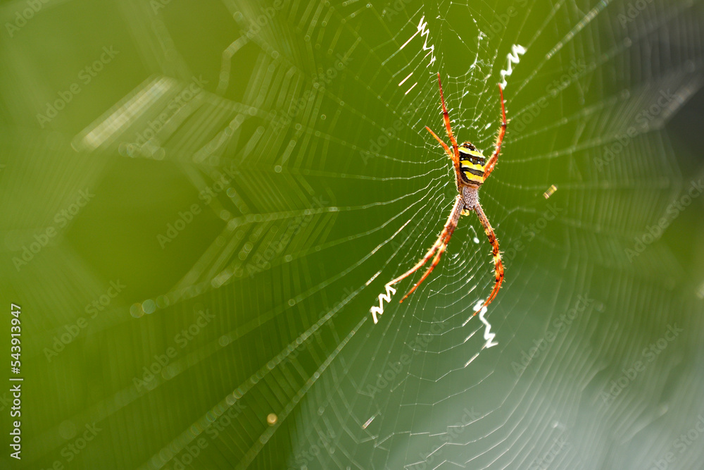 spider on web spider on web