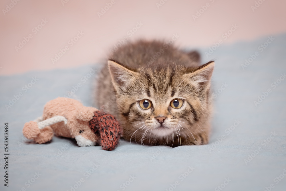 A cute kitten looking at the camera sits on a blanket in readiness to attack. From a low angle view indoors. A cute kitten looking at the camera sits on a blanket in readiness to attack. From a low angle view indoors.