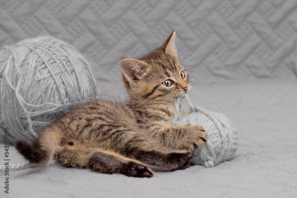 Portrait of a cute tabby kitten lying on a bedspread and playing with a ball of yarn. From a low angle view indoors.