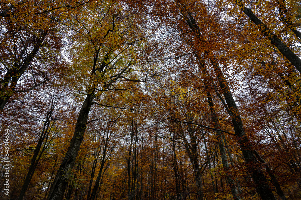 autumn yellow-golden forest, mountains and nature. Selective focus. Rest, a walk in the forest