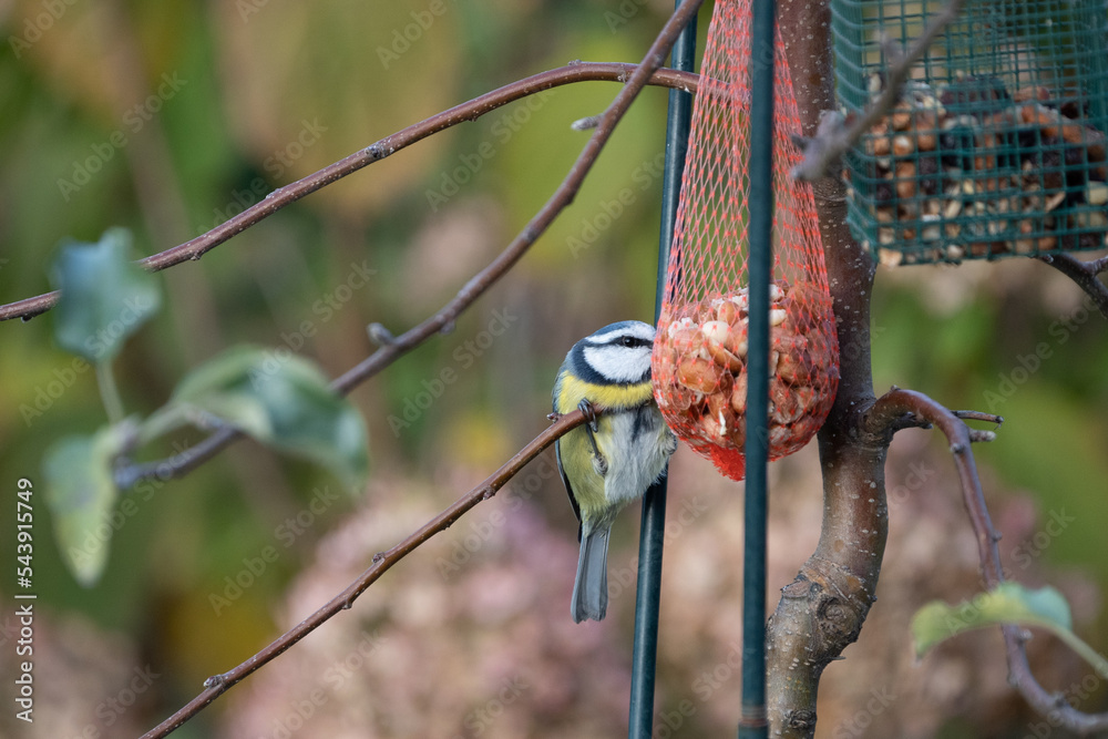 Obraz premium Blue tit eats peanuts from a bird feeder hanging in the garden in winter