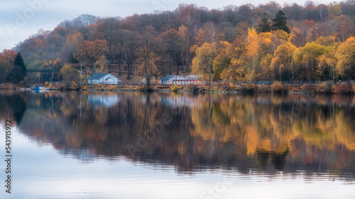 Colorful tree reflected in lake aspen at jonsered , gothenburg sweden