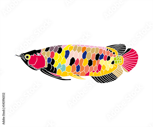 fancy swimming asian arowana fish illustration