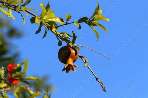 Pomegranates ripen on trees in a city park in northern Israel.