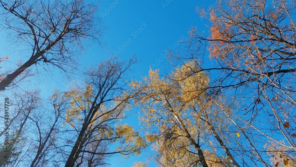 Bottom-up view of the tops of autumn trees against the blue sky on a sunny day in the park, yellow foliage Bottom-up view of the tops of autumn trees against the blue sky on a sunny day in the park, yellow foliage