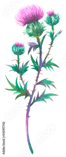 Field thistle wildflower