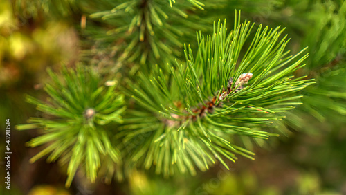 Pine branches and thorns closeup