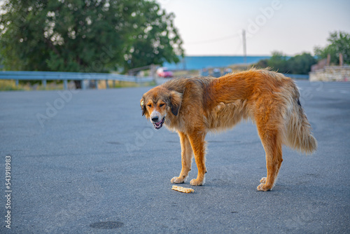 a huge red-haired angry dog stands and growls
