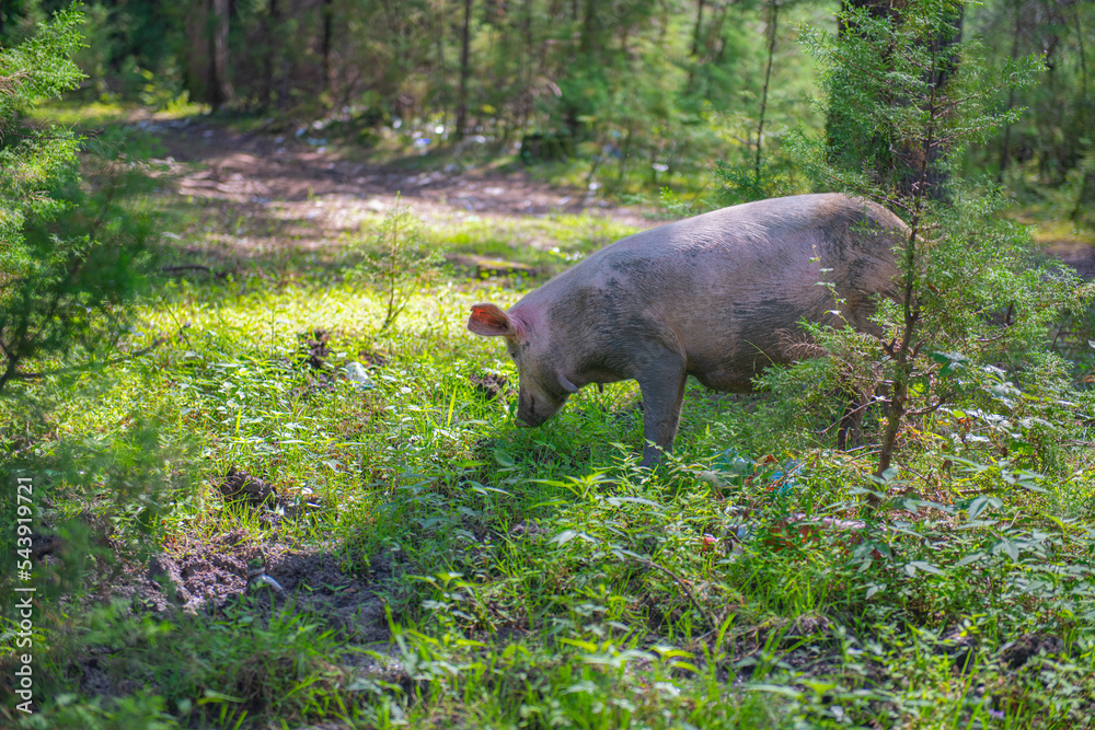 one big pig is looking for food in the grass one big pig is looking for food in the grass
