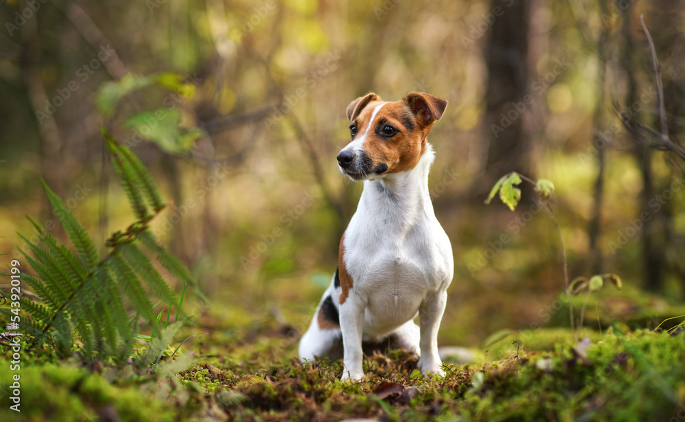 Small Jack Russell terrier sitting on forest path with leaves, moss and twigs, blurred trees background Small Jack Russell terrier sitting on forest path with leaves, moss and twigs, blurred trees background