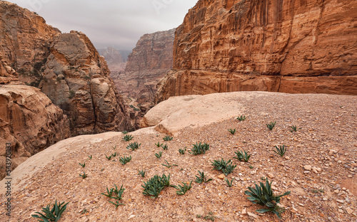 Принти на полотні Typical landscape at Petra, Jordan, red dusty ground, green Sea squill plants (D