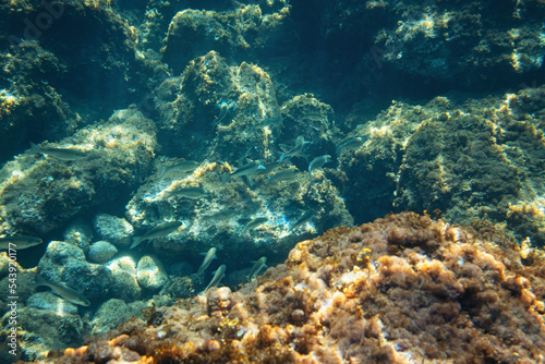 Underwater photo - snorkelling in Liapades  Corfu. Group of fish  algae and sea plants growing over rocks visible