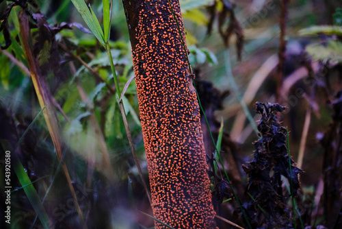Mushroom tree. Coral spot. Fungi. Nectria cinnabarina.  photo