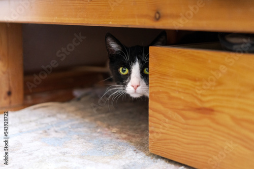 Shy black-white cat hiding under a bed