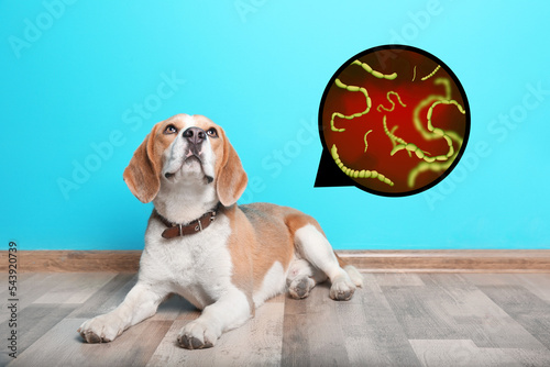Cuadro en lienzo Cute dog and illustration of helminths under microscope at home