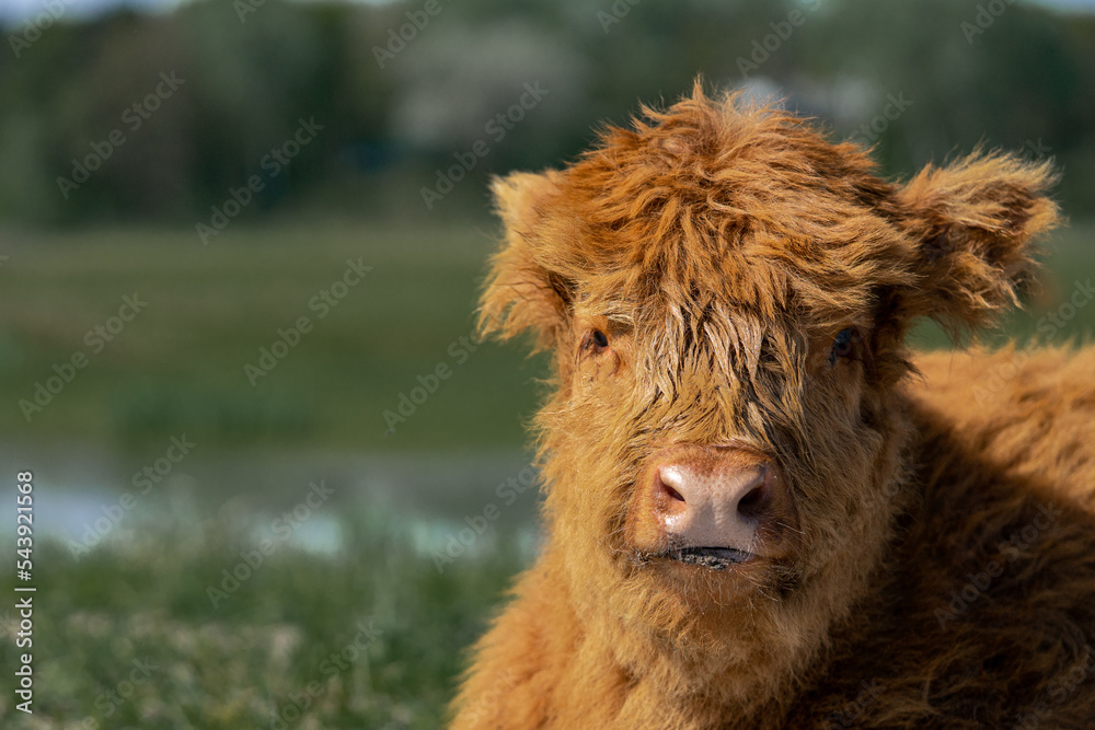 Brown highland cow calf chilling in the sun. Brown highland cow calf chilling in the sun.