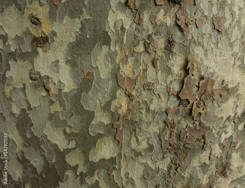 Old Wood Tree Texture Background Pattern. Horizontal photo of a tree bark texture. Creative texture of an old oak bark