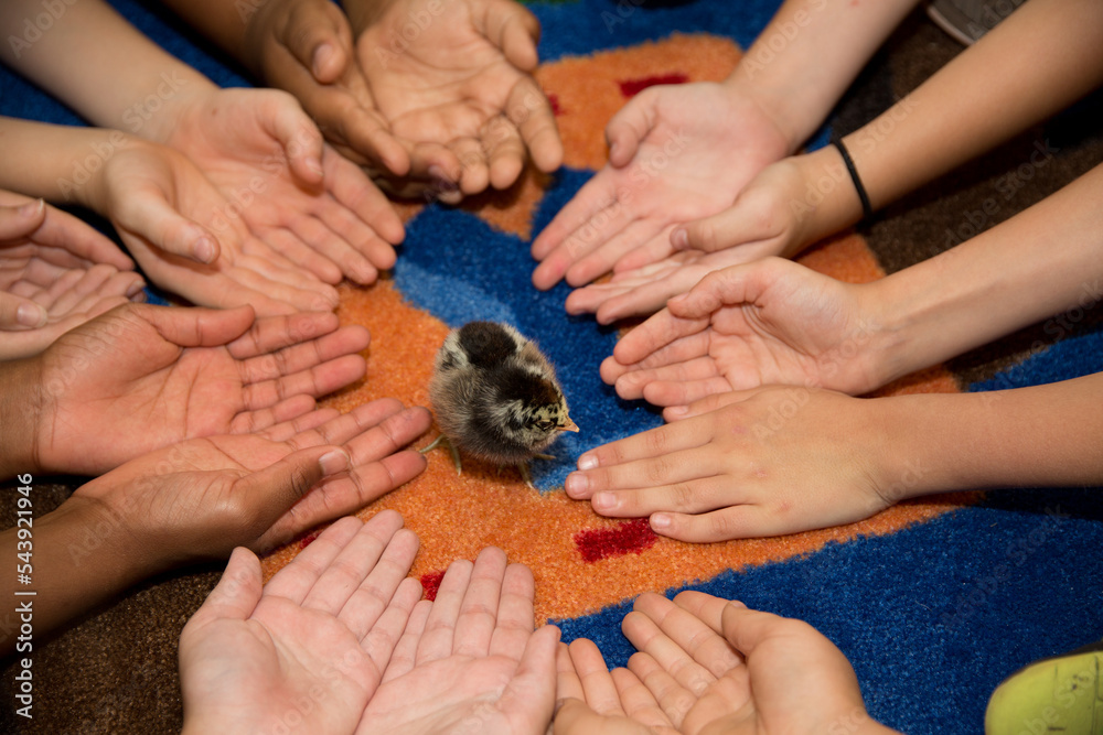 Children hands with baby chick in center Classroom Embryology
