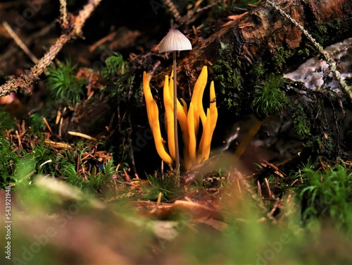 mushroom in the forest, Lusatian Mountains