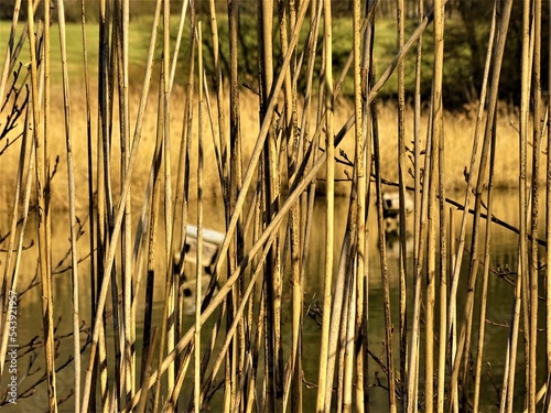 reeds in the water