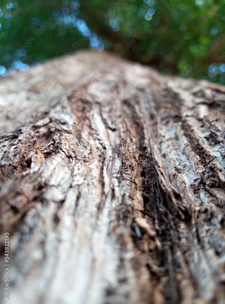 Tree trunks in gardens, nature, tree branches Tree trunks in gardens, nature, tree branches