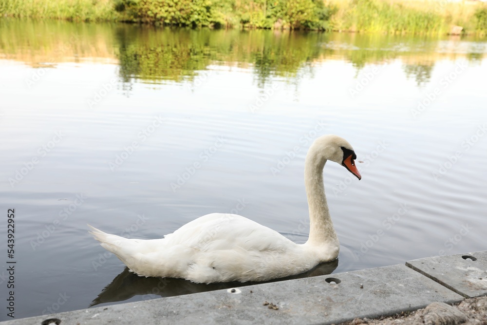 Beautiful white swan swimming in lake outdoors Beautiful white swan swimming in lake outdoors