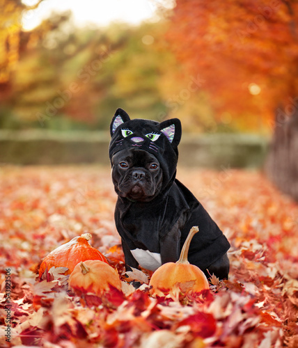French bulldog wearing Halloween black cat masquerade costume