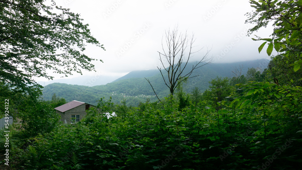 Dead dry tree against the backdrop of mountains among green bushes Dead dry tree against the backdrop of mountains among green bushes