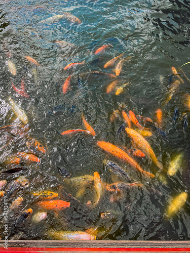 Many golden carps swimming in water outdoors © New Africa